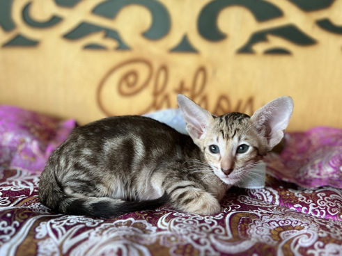 oriental brown marble  kitten