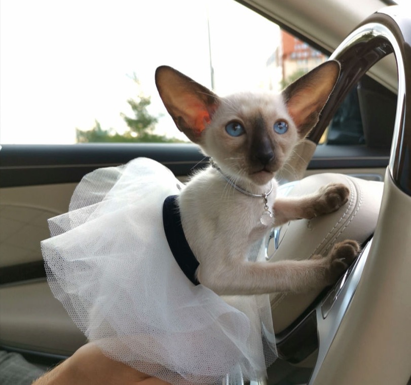 Driving kitten