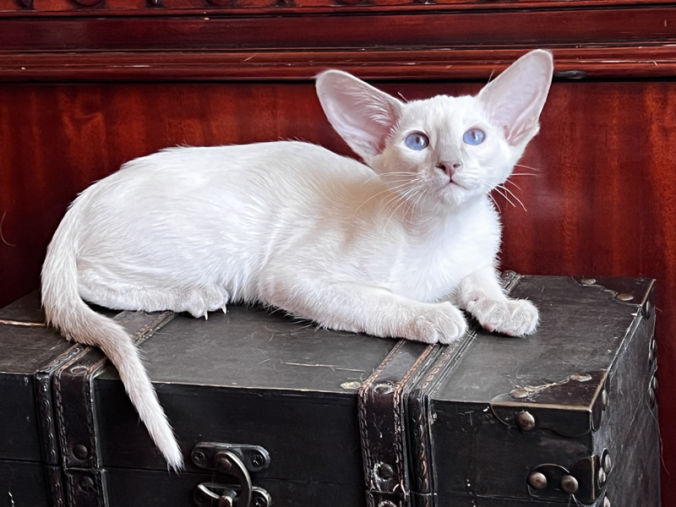 сиамский котенок окраса голубой пойнт