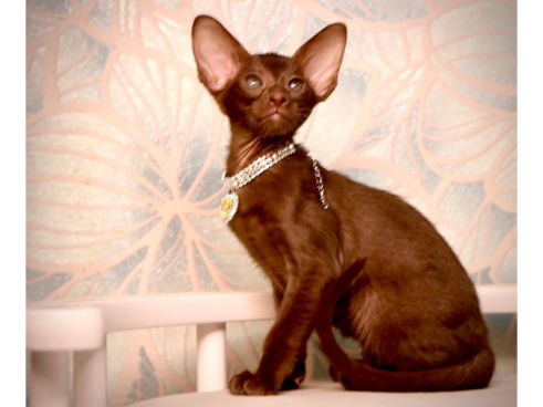 шоколадный ориентальный котенок